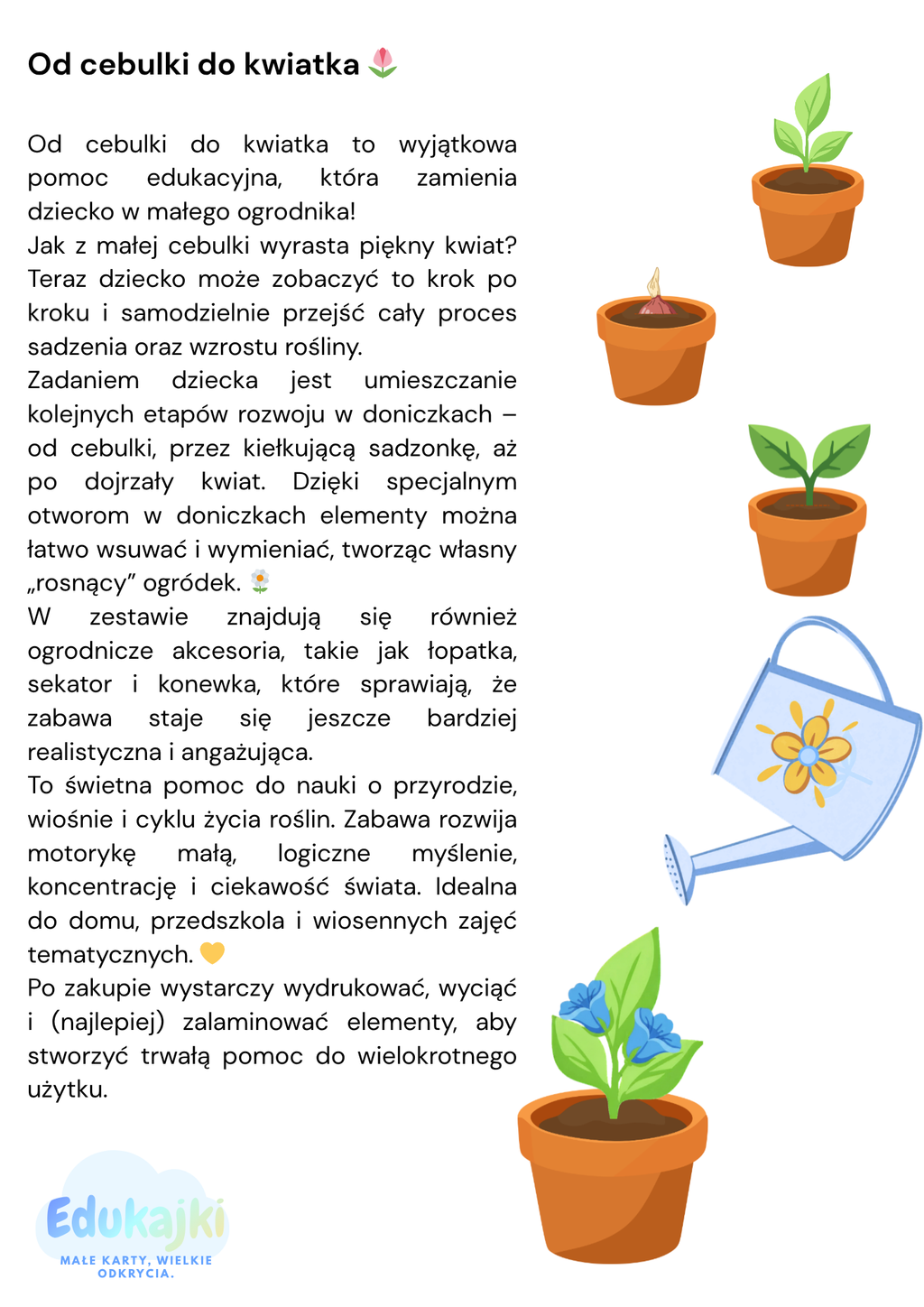 Od cebulki do kwiatka 🌷