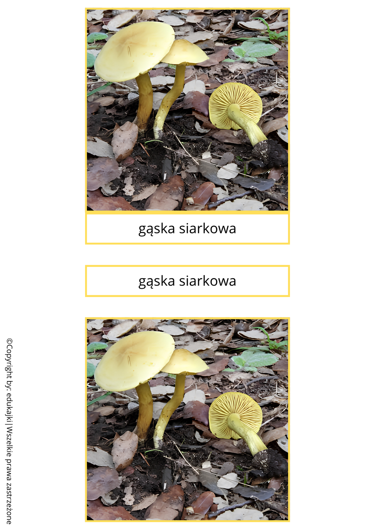 Grzyby jadalne, niejadalne i trujące – karty trójdzielne Montessori | PDF do druku