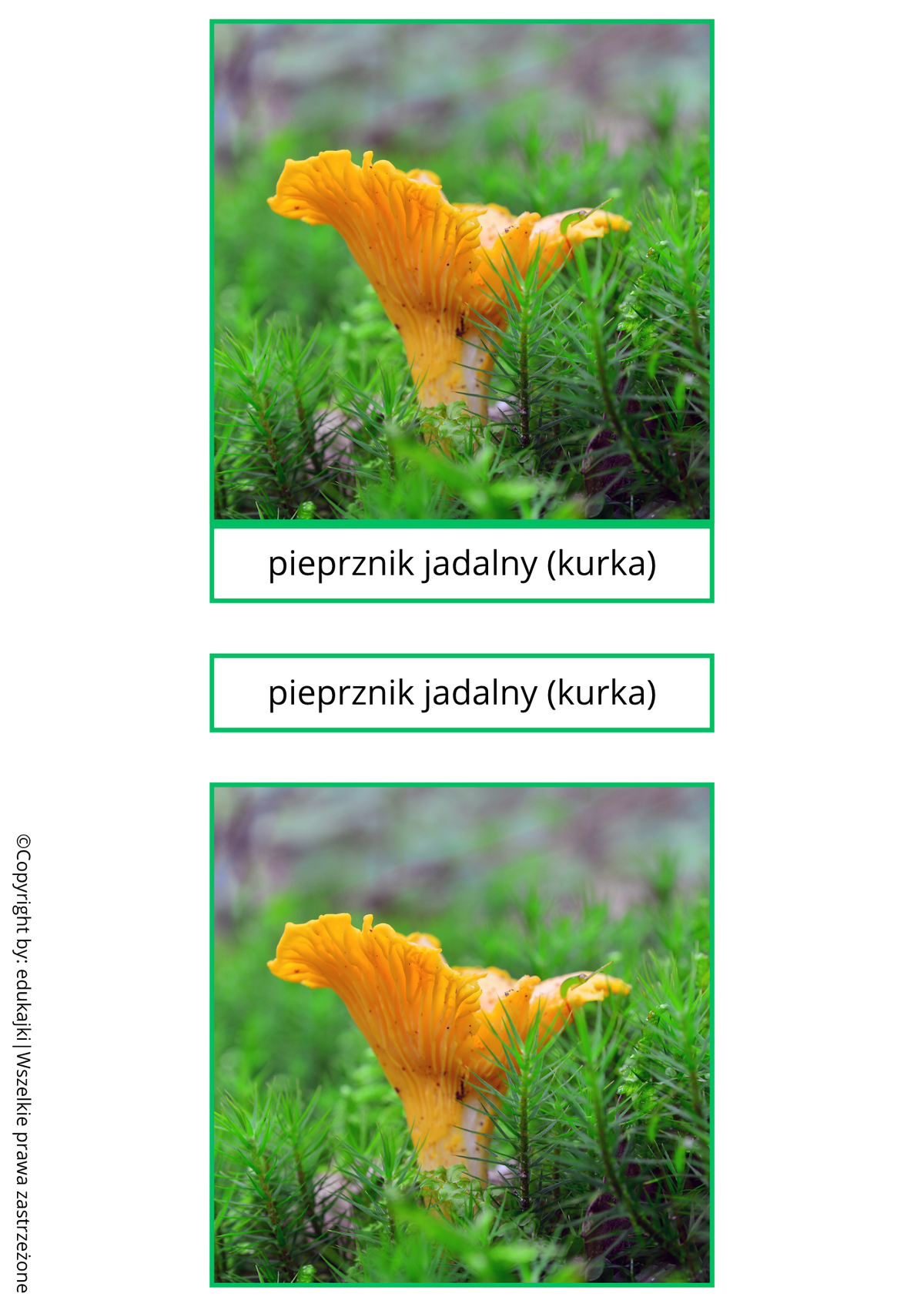 Grzyby jadalne, niejadalne i trujące – karty trójdzielne Montessori | PDF do druku