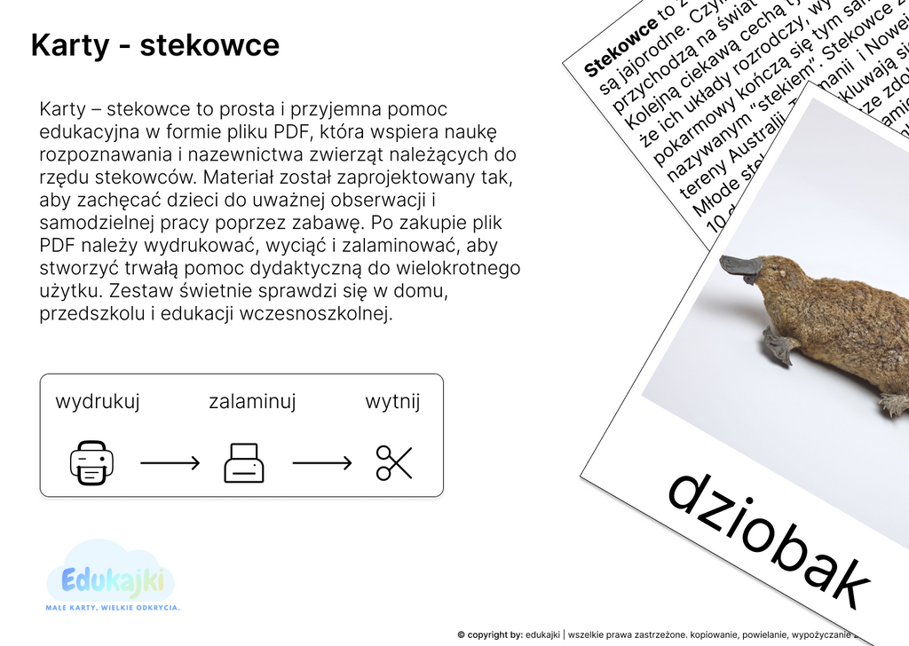 Stekowce- karty trójdzielne z opisami.
