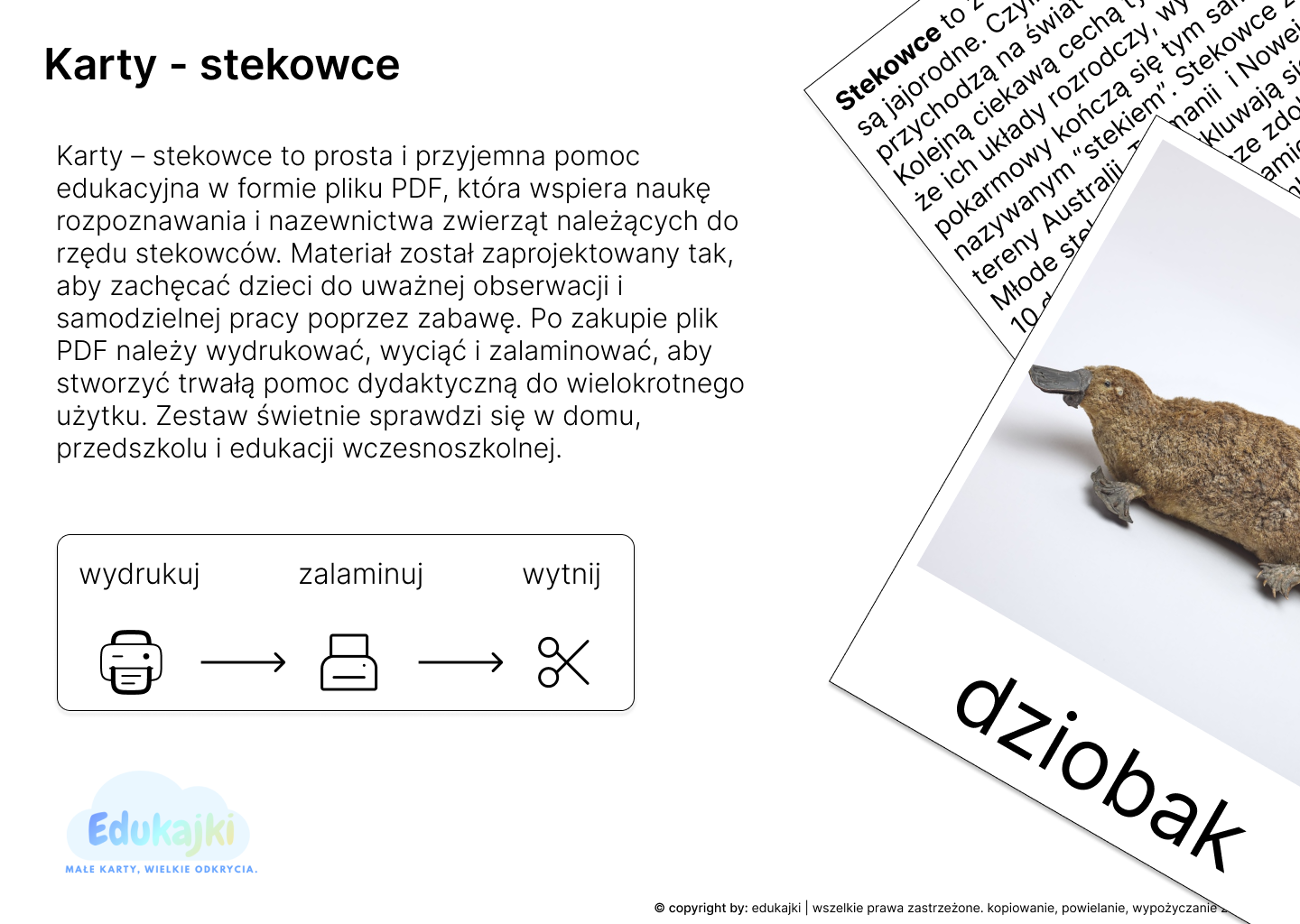 Stekowce- karty trójdzielne z opisami.