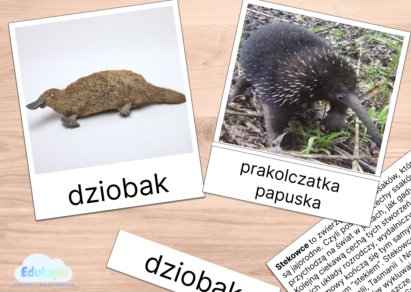 Stekowce- karty trójdzielne z opisami.